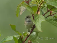 Broekpolderbos Schiedam (25mei2018)  